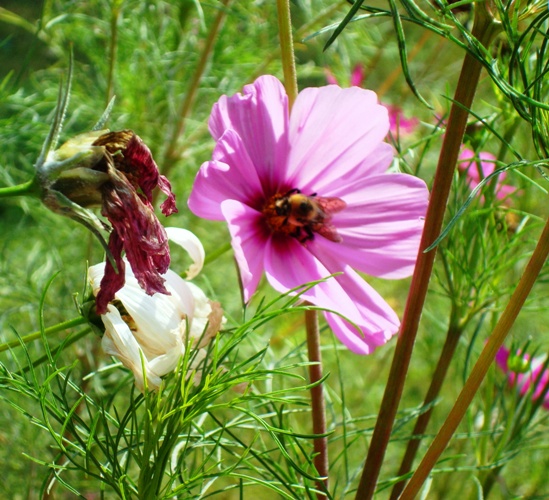Bee - flower - Lew Wallace - Crawfordsville, Indiana - Ben Hur