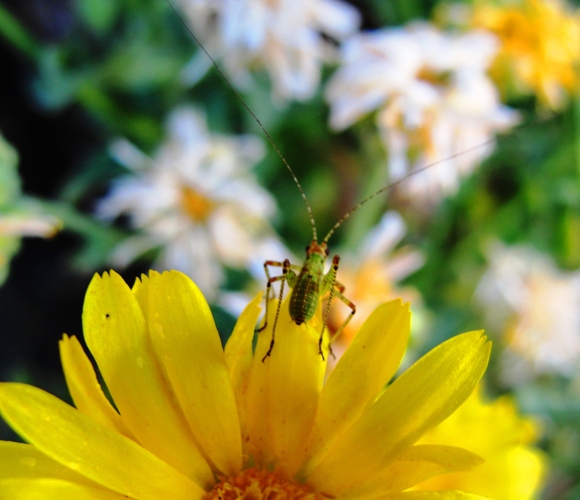 Bug on a bloom - Yellow Flower - Long Antennae - Bug on Bloom