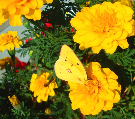 Yellow Butterfly - Yellow Flower - Butterfly on Flower - Crawfordsville, Indiana