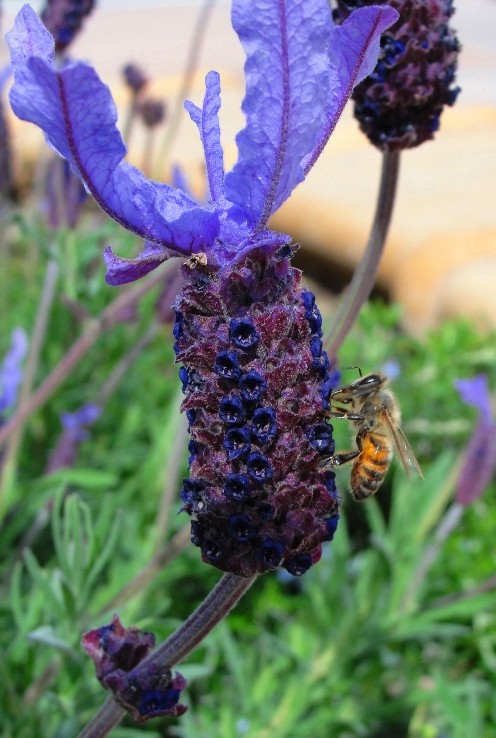 Bee - Purple Flower - First Day of Spring - California - Tracy, California