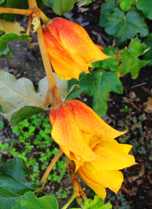 Orange Blossoms - Vines - April Flowers - May Showers bring April Flowers - California - Spring Color
