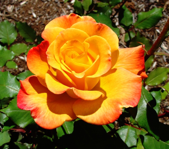 Orange Rose - April Flowers - April Showers bring May Flowers - Spring Color - Roses