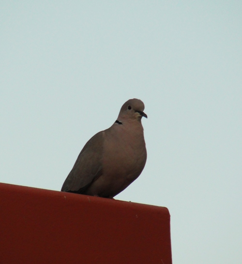 Pigeon - Rest Area - California Rest Area - Interstate 5 - Nature Call