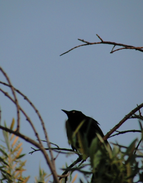 Black Bird at Rest Area - Interstate 5 - Nature Call - Spring Evening