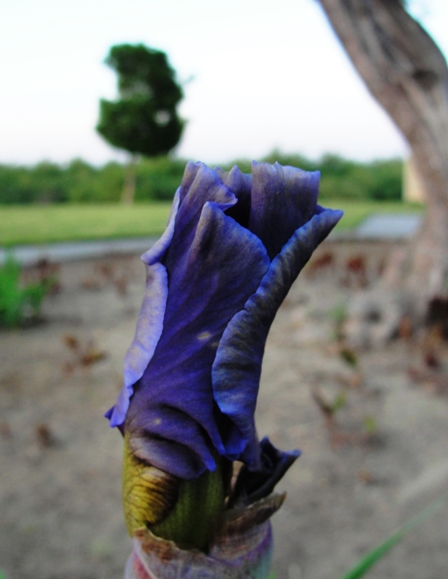 Iris blooming - Rest Area - Interstate 5 - Westley California - Nature Call
