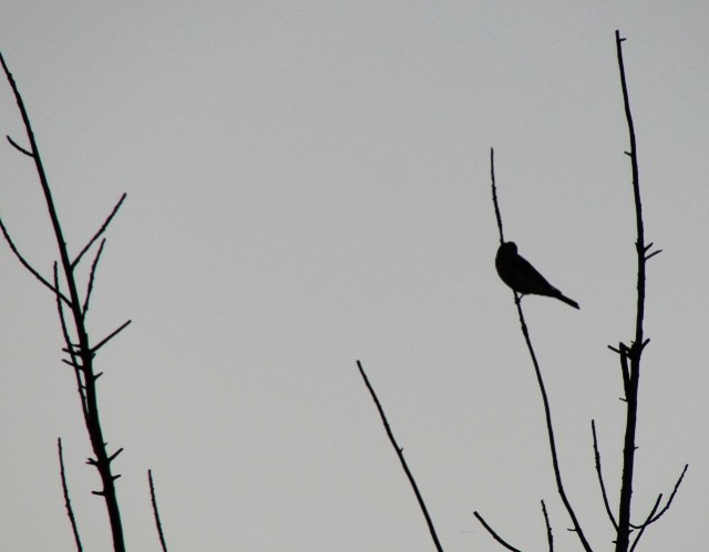 Little bird Silhouette - Rest Area - Interstate 5 - Westley, California - Nature Call