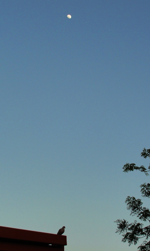 Rest Area - Interstate 5 - California - Nature - Moon - Dove - Nature Call