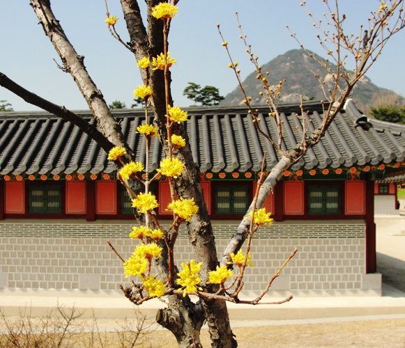 Signs of spring - Gyeongbokgung Palace - Seoul - South Korea - Yellow Blossoms - sansuyu (산수유)