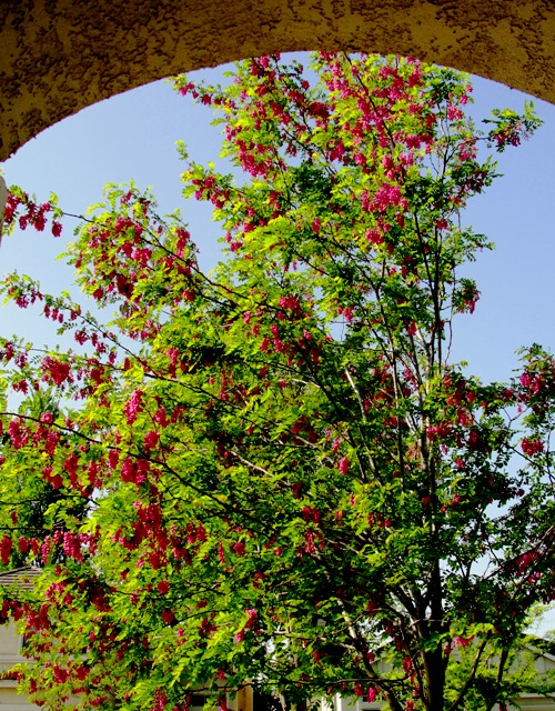 Purple Robe Locust - Robinia Ambigua - Idaho Locust - Black Locust - Purple blooms 