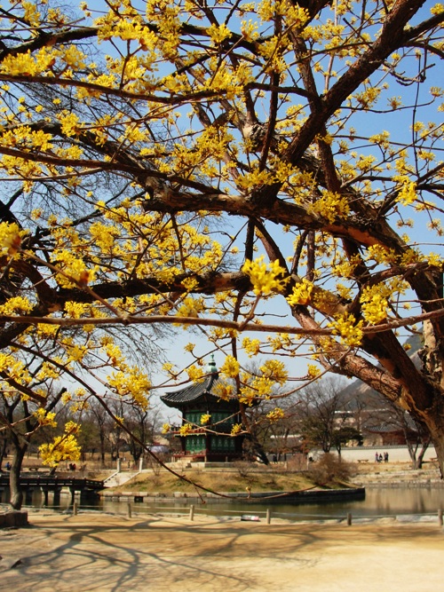 Hyangwonji - Signs of spring - Gyeongbokgung Palace - Seoul - South Korea - Yellow Blossoms - sansuyu (산수유)