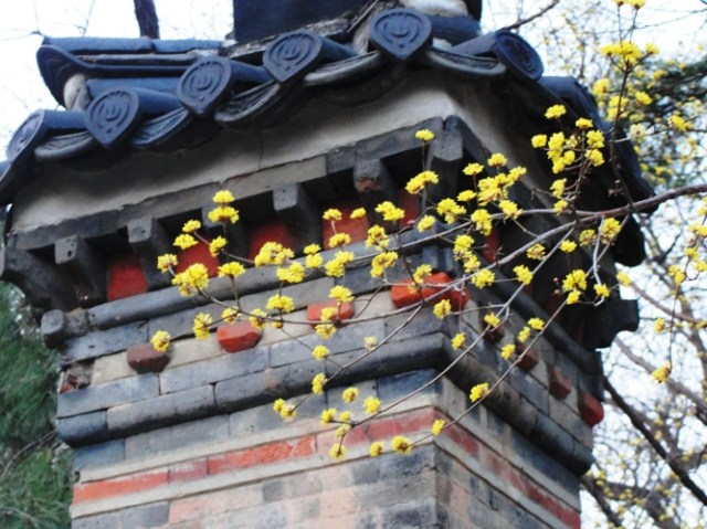 Signs of spring - Deoksugung Palace - Seoul - South Korea - Yellow Blossoms - sansuyu (산수유)