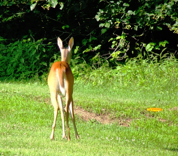 Disc Golf course - Treasure Cove Disc Golf Course - Council Bluffs, Iowa - Iowa Western Community College - Deer on Disc Golf Course
