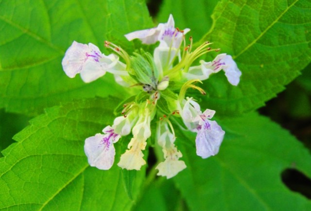 Disc Golf Course - Treasure Cove Disc Golf Course - Council Bluffs, Iowa - Iowa Western Community College - Flowers on Disc Golf Course