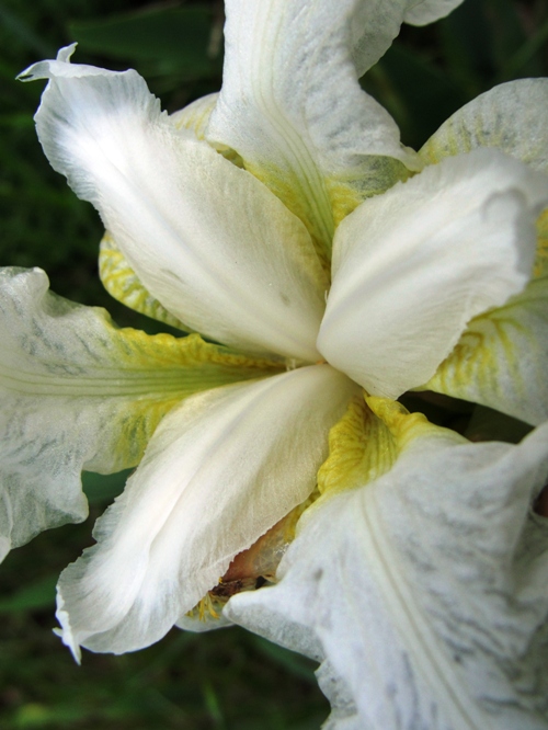 White Iris - Dublin, California - Dublin Heritage Center - Iris Bloom