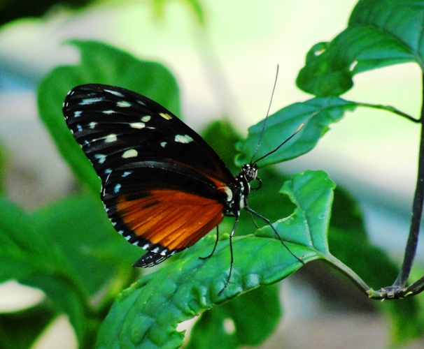 Golden Helicon (Heliconius hecale) - Butterfly - Henry Doorly Zoo - Omaha Nebraska