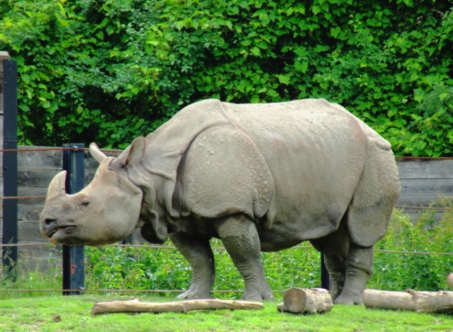 Indian Rhinoceros - Toronto Zoo - Ugly Beauty - Rhinoceros unicornis