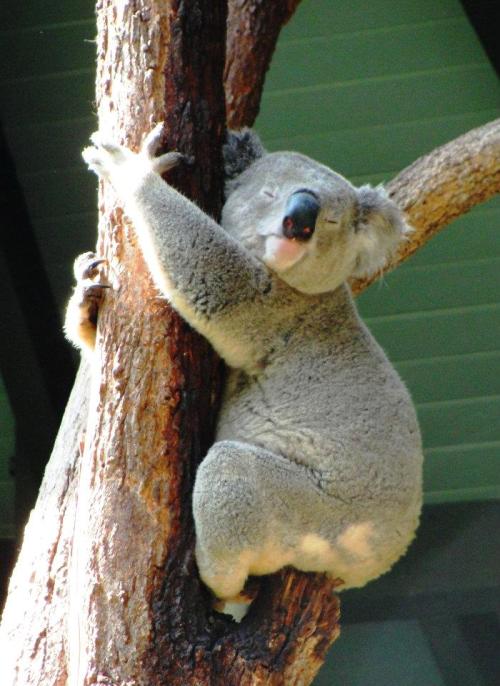 Koala - Sydney, Australia - Taronga Zoo - Koala at Zoo - Down Under Zoo