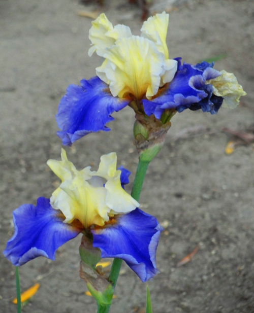 Iris - May Flowers - Two Iris Blooms - Blue and White Iris - Flowers at Rest Area 