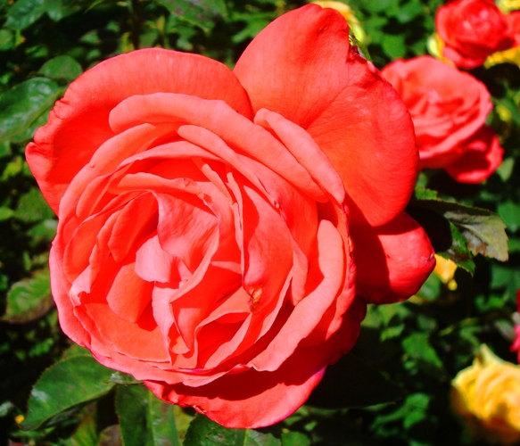 Tropican Rose - Tropican Hybrid Tea Rose - Happy Mother's Day - Rose Bush