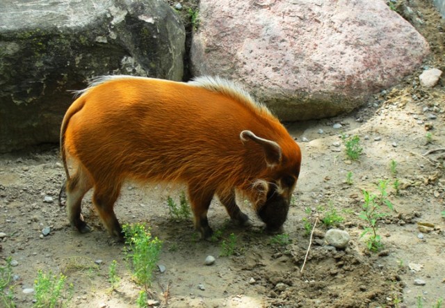 Red River Hog - Ugly Beauty - Potamochoerus porcus - Toronto Zoo 