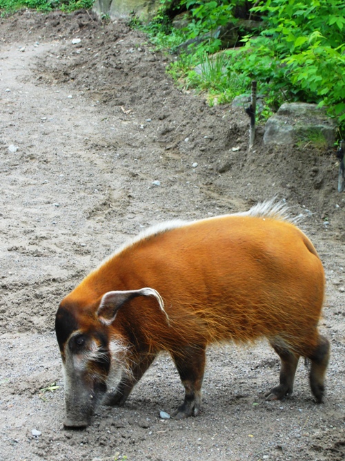Red River Hog - Ugly Beauty - Potamochoerus porcus - Toronto Zoo 