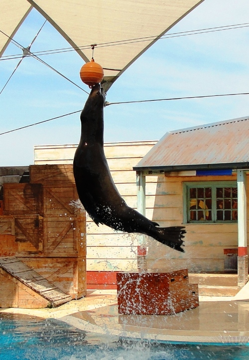 Sea Lion Jumping - Perfect Timing - Taronga Zoo - Sydney, Australia - Sea Lion - Water Show