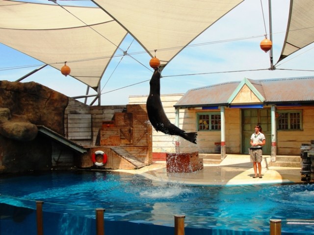 Perfect Timing - Sea Lion - Taronga Zoo - Nose on Ball