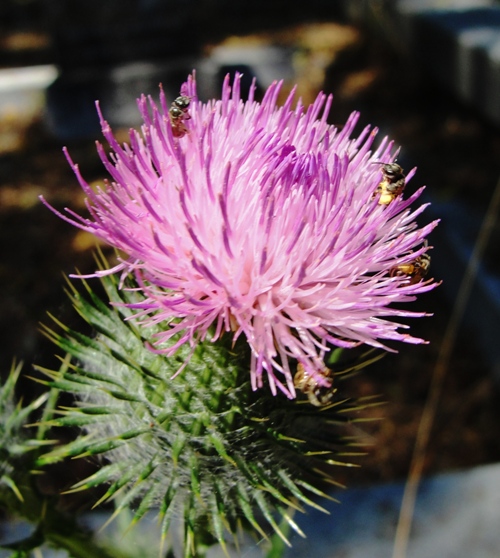 Purple Thistle - Little Bees - Spear Thistle -Cirsium vulgare - Dublin, California