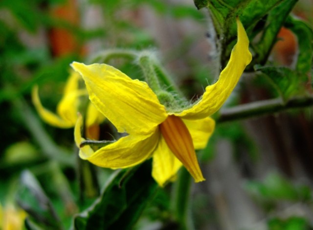 Tomato Blossom - Yellow Blossom - Tomato plant - Yellow Blossom