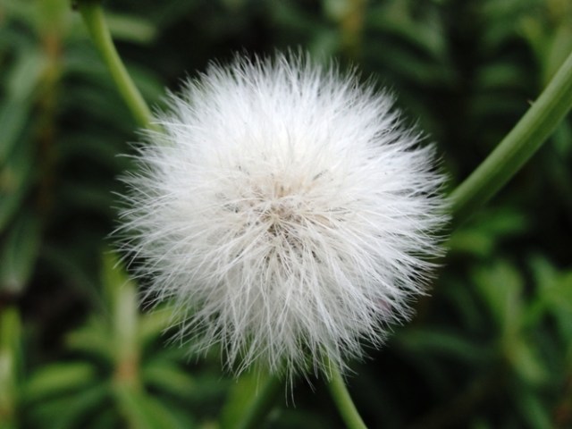 Dandelion - Blowball - Taraxacum - Irish Daisy - Puff-ball