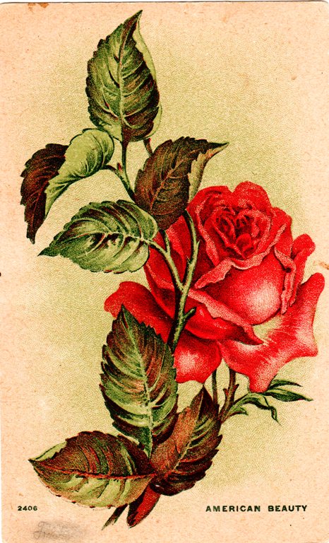 Vintage Post Card - American Beauty Rose - Artistic Rose - Classic Post Card