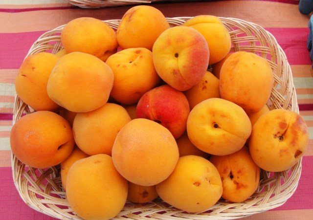 Apricot - Prunus armeniaca - Apricot Fiesta - Patterson, California