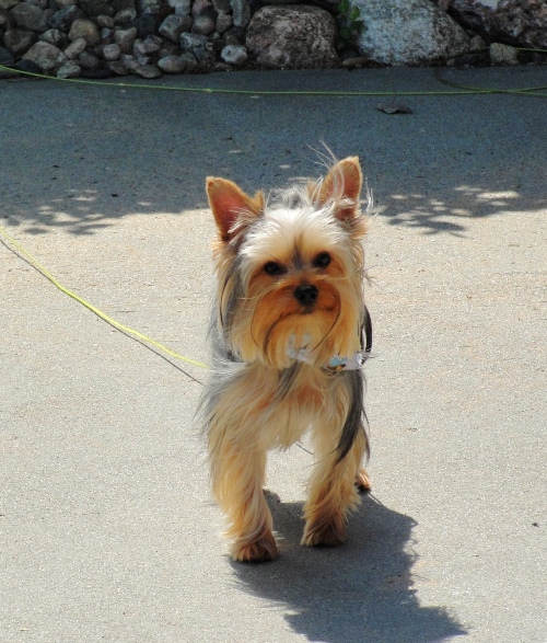 Yorkshire Terrier - Family Dogs - Family Pets - Cute Dogs