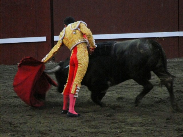 Matador - Bullfight - Portuguese-style bullfighting - bloodless bullfighting