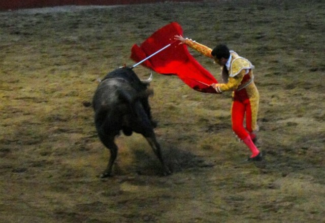 Bandeirilhas - Portuguese-style bullfighting - bloodless bullfighting