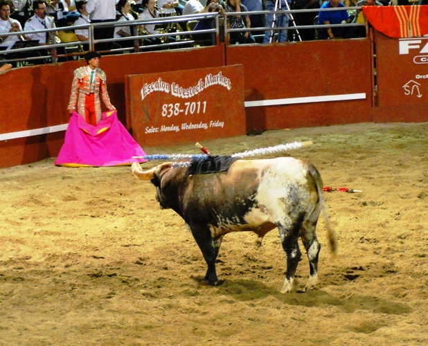 Bloodless bullfight- Portuguese-style bullfight - Bandeirilhas - cavaleiros