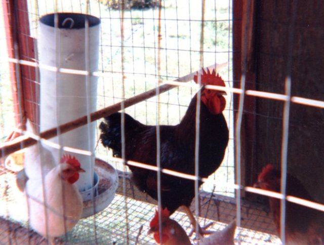 Rooster in Chicken Coop - Chicken Feeder  - Chicken Run - Egg production