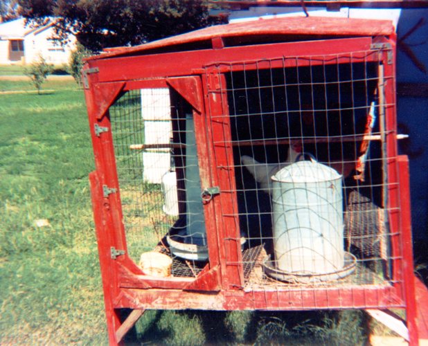 Chicken Coop - Raising Chickens - Chicken Feeder 