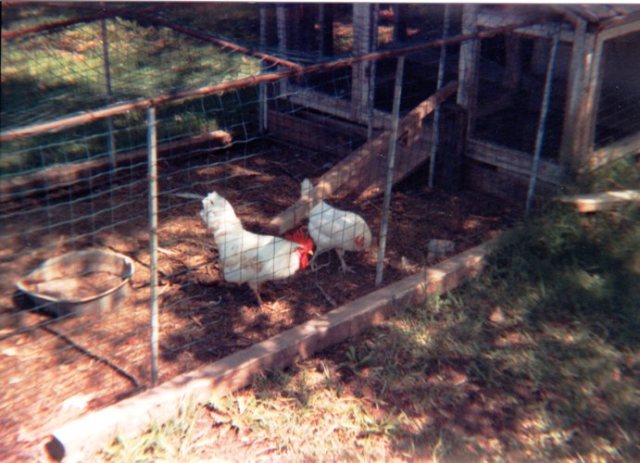 Chicken Coop - Raising Chickens - Egg Production - Fresh Eggs