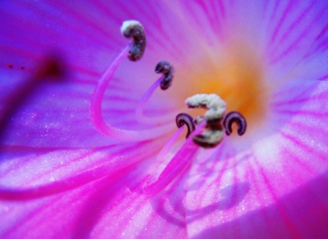 Heritage Lily - Resurrection Lily - Flower Center - Dublin Heritage Center