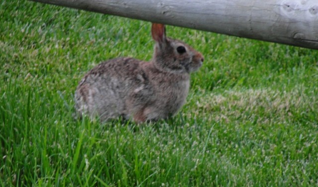 Rabbit - Bunny - Cottontail - Nature - Fence - Omaha, Nebraska