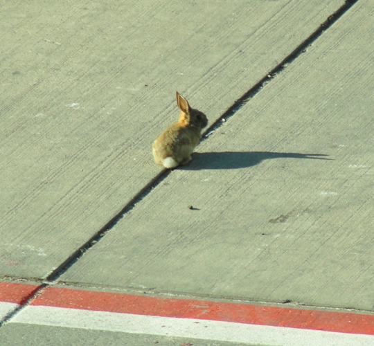 Rabbit - Mountain cottontail - Sylvilagus nuttallii - Rabbit - Airport