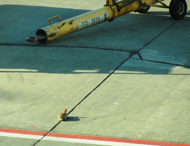 Rabbit - Mountain cottontail - Sylvilagus nuttallii - Rabbit - Airport