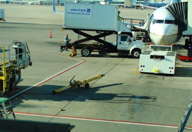 Rabbit - Mountain cottontail - Sylvilagus nuttallii - Rabbit - Airport