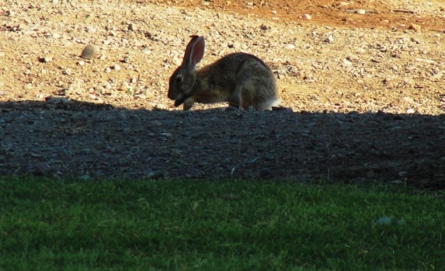 Sylvilagus audubonii - Desert  cottontail rabbit 