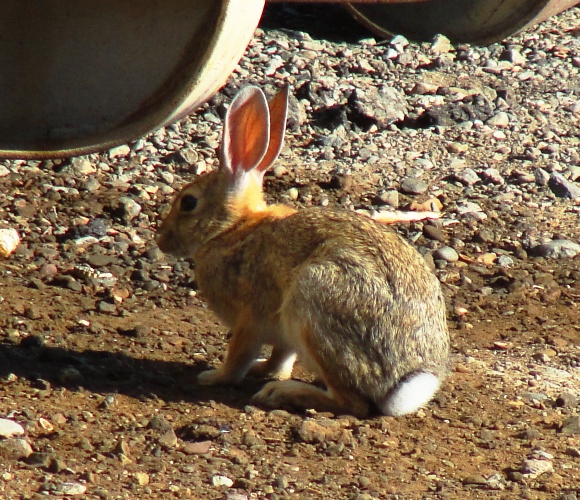Sylvilagus audubonii - desert cottontail - Audubon's cottontail - Central Valley Rabbit