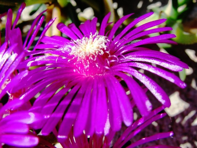 Purple Flower - Flower Center - Yellow Center - Pollen 