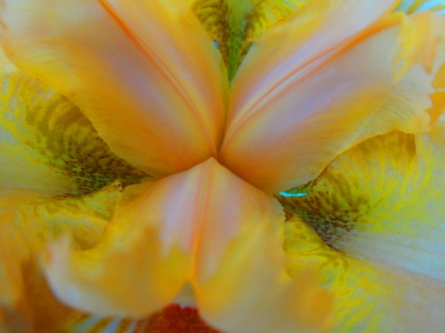 Flower Centers - Iris - Center of Iris - Flowers - Foilage