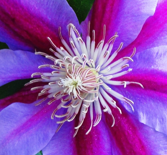 Purple Flower Center - Flower Centers - flowers - vine bloom