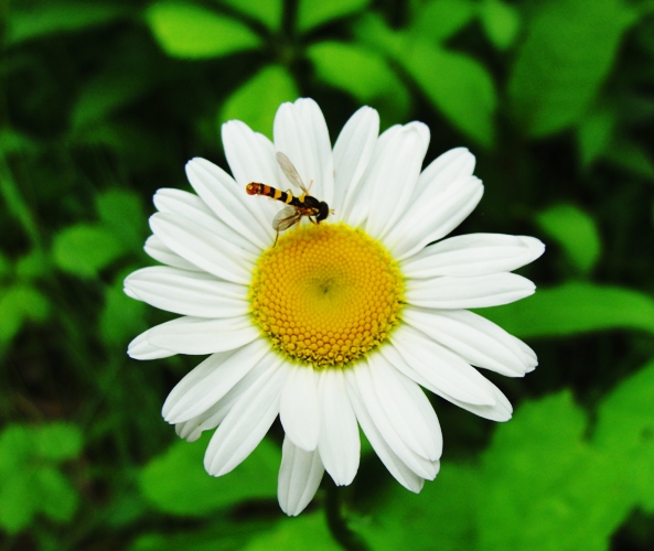 Bee on Daisy - Toronto Zoo - Flowers at the zoo - Daisy - Bee
